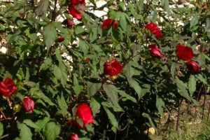 bc-flowers-10